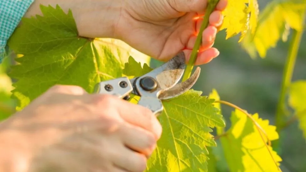 How to maintain seedlings