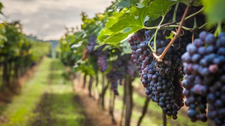 Getting to know the types of grapes and their properties