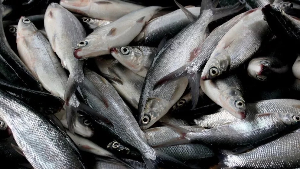 All about Southern fatty fish