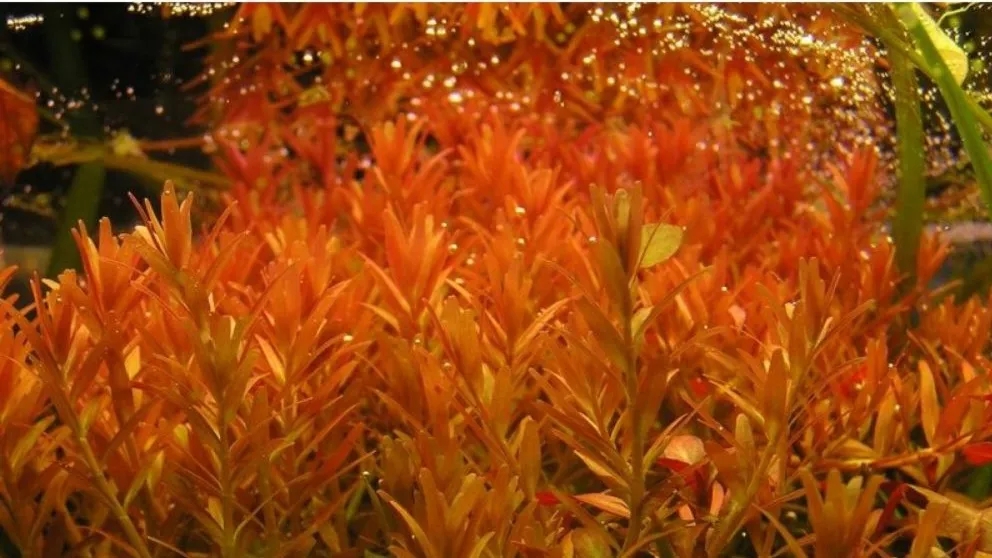 Introducing some types of aquarium plants that need little light to grow.