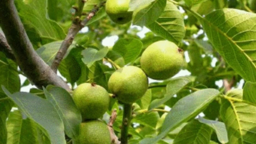 The most important feature and method of planting genotype walnut seedlings