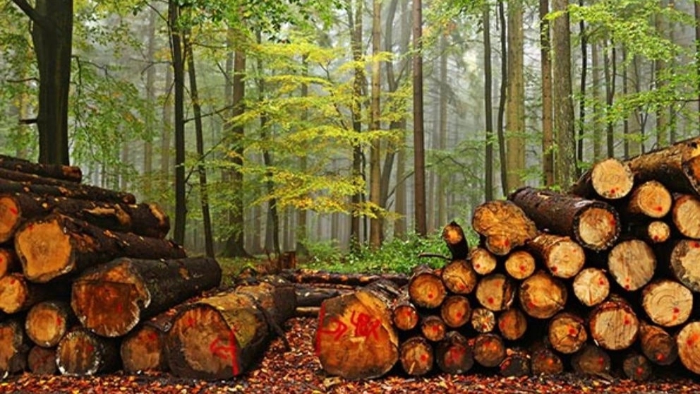 Buying and selling forest fir wood, blue walnut, Kabiri in Gorgan