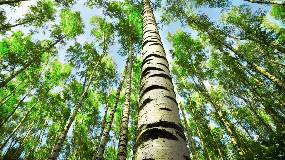Different species of fir tree