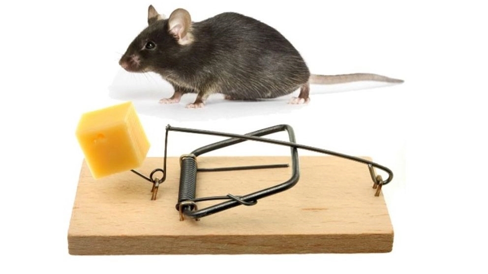 Buy the most practical mouse traps
