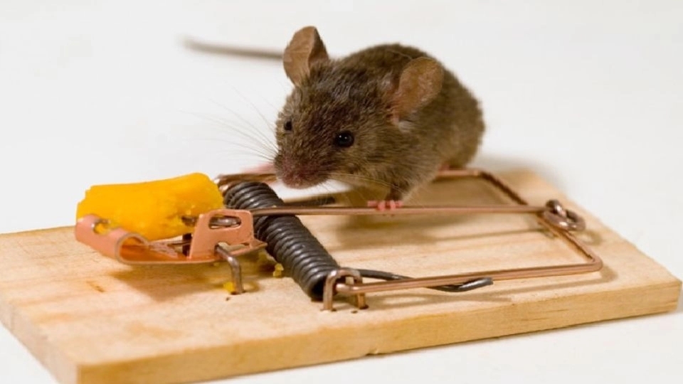 How can you tell if there are mice in your house?