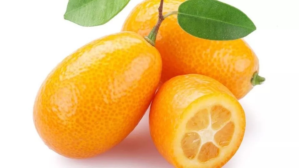فواید کامکوات برای سلامتی