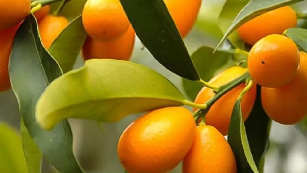 Health benefits of kumquats
