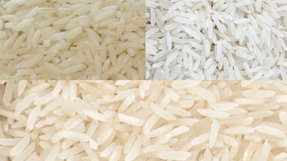 Introduction of black tail rice