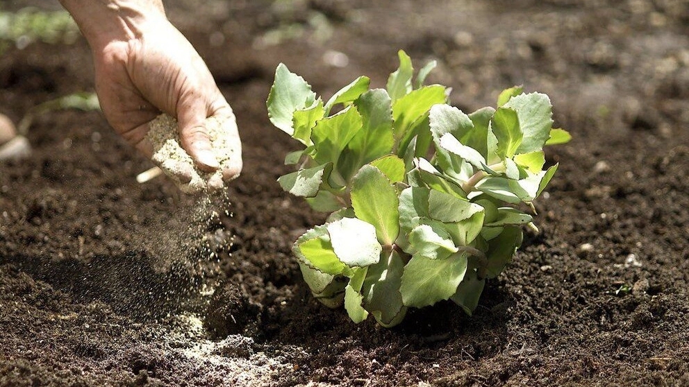 Production and sale of organic agricultural products of Sena in Tehran