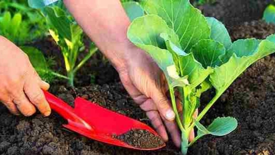 Advantages of using organic fertilizers