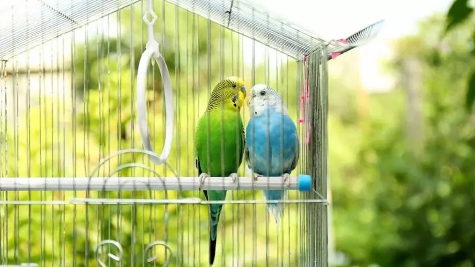 What are the characteristics of a suitable bird cage?