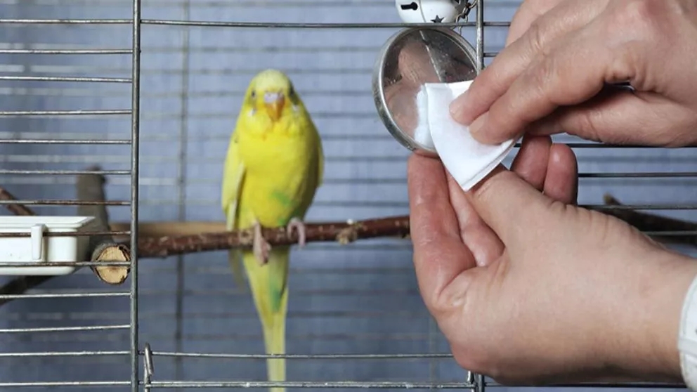 Disinfecting and cleaning the bird cage