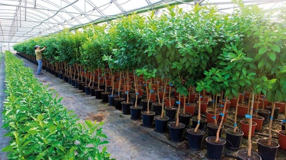 Production and sale of transplanted seedlings of Babak Nosrati in Miandoab