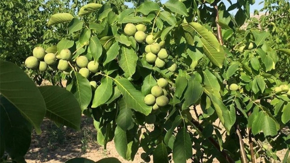 Walnut tree irrigation guide