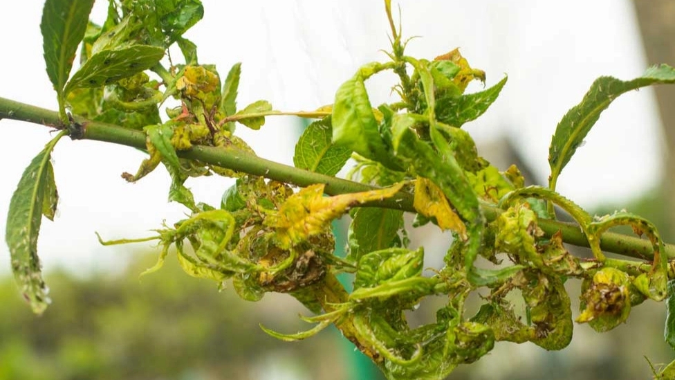 Introducing the types of pests of fruit trees