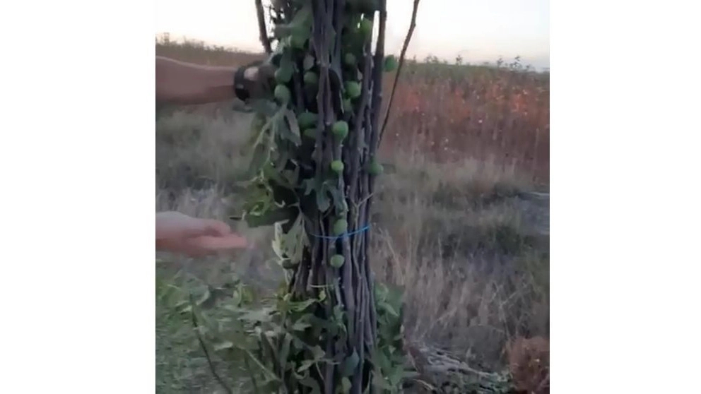 Videos of Simin Nahal nursery