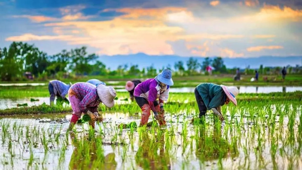 How is rice growing in Iran?