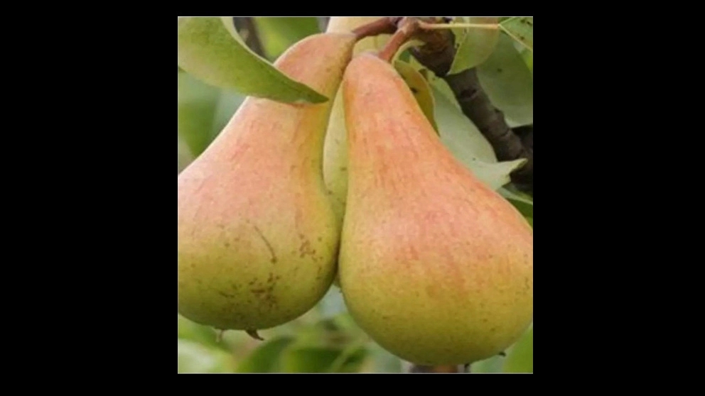 Seedlings of Shahmeow and Beiruti pears
