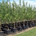 Bashirzadeh nursery in Tabriz