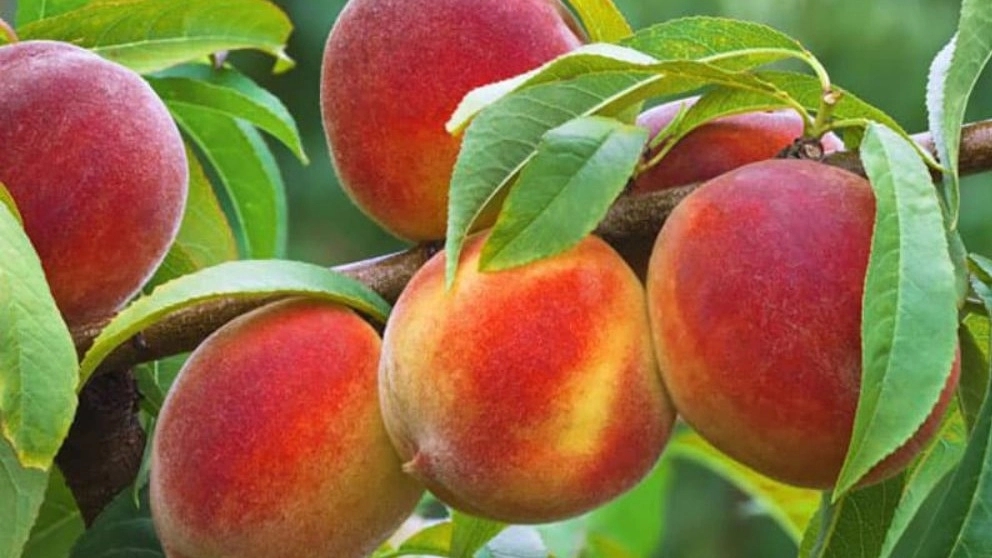 The earliest fruit tree