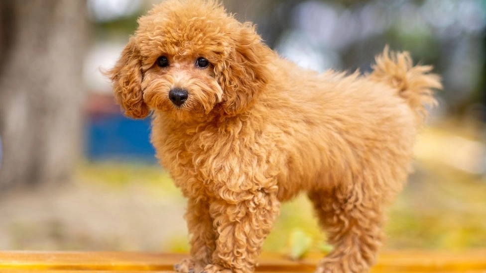What should be the food of a poodle dog?