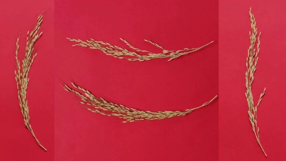 The effect of organic fertilizer on agriculture