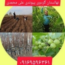Nazanin transplanted walnut nursery in Dasht al-Shatar