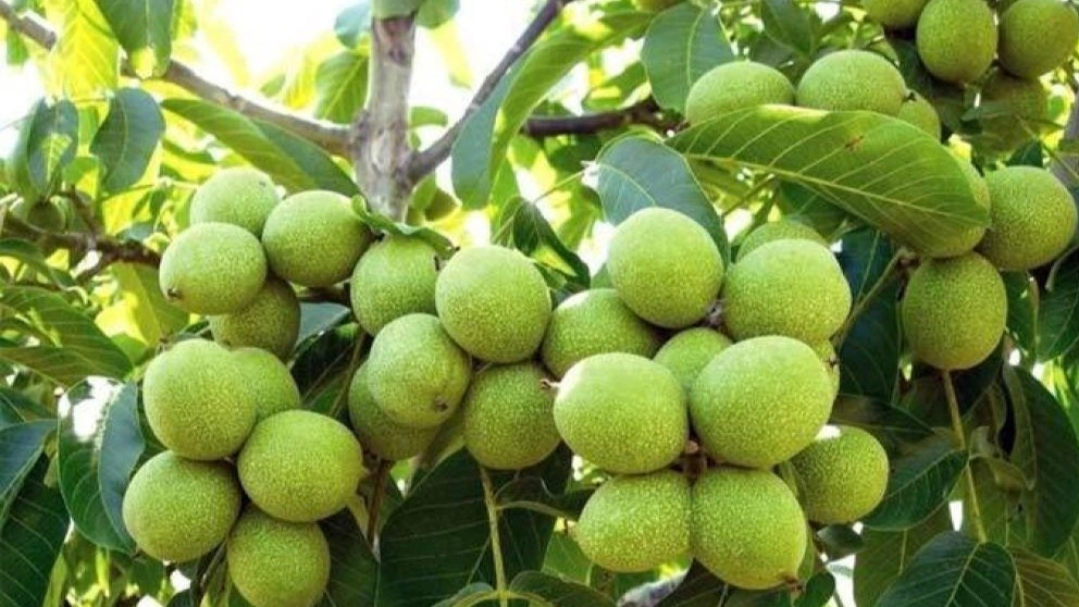 Nazanin transplanted walnut nursery in Dasht al-Shatar