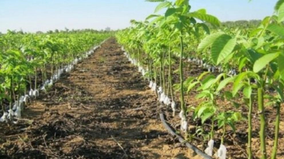 Types of walnut irrigation methods