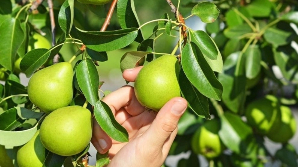 How much is the pear tree watered?