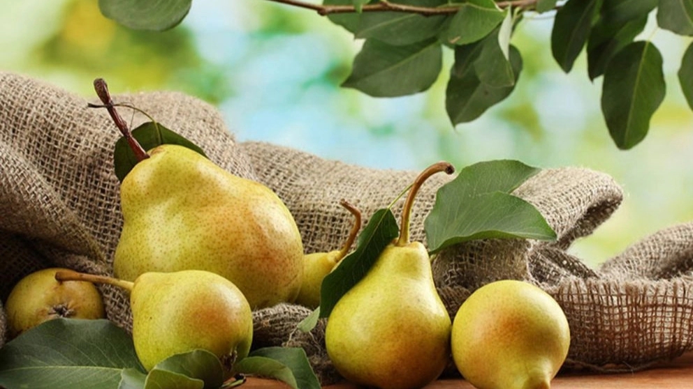 Climatic conditions for planting pear seedlings
