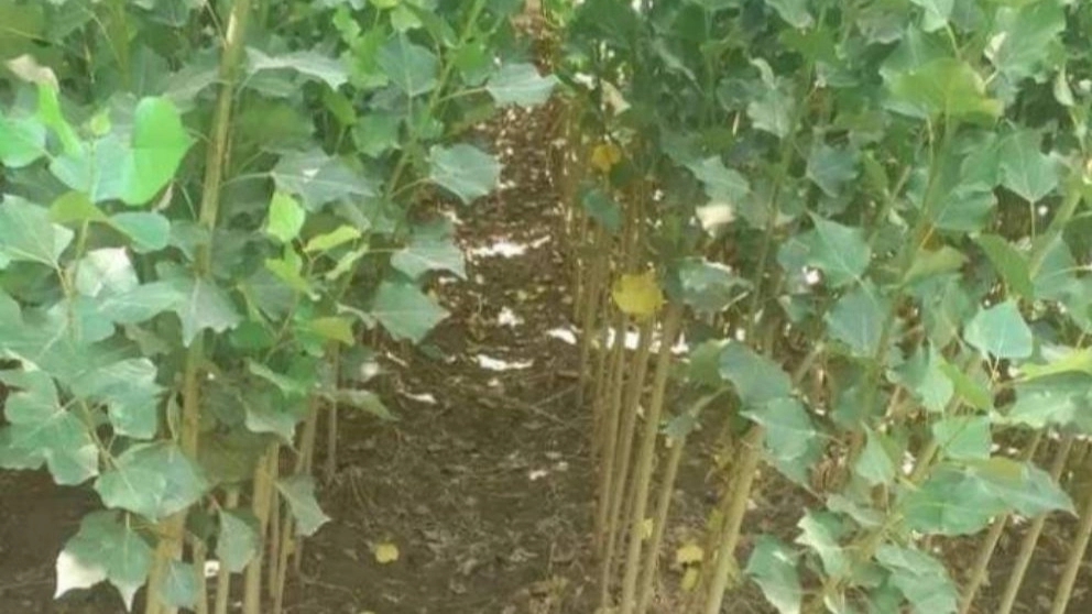 Selling the best and highest quality fir saplings in Shahr Nahal nursery