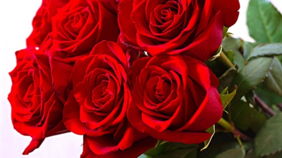 Wholesale sales of Dutch roses