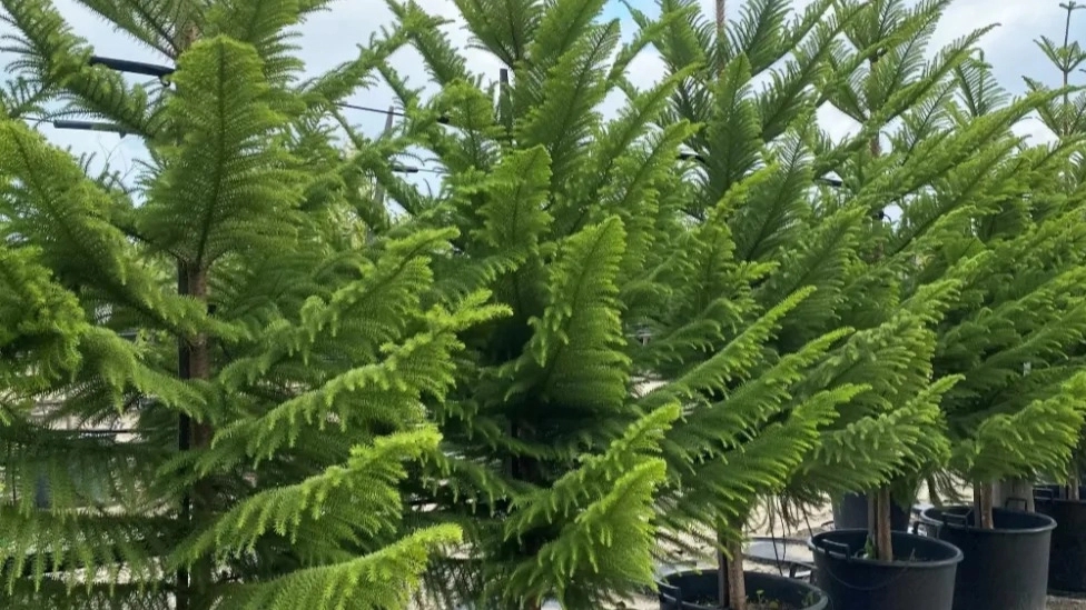 Wholesale sale of matched pine or arocaria