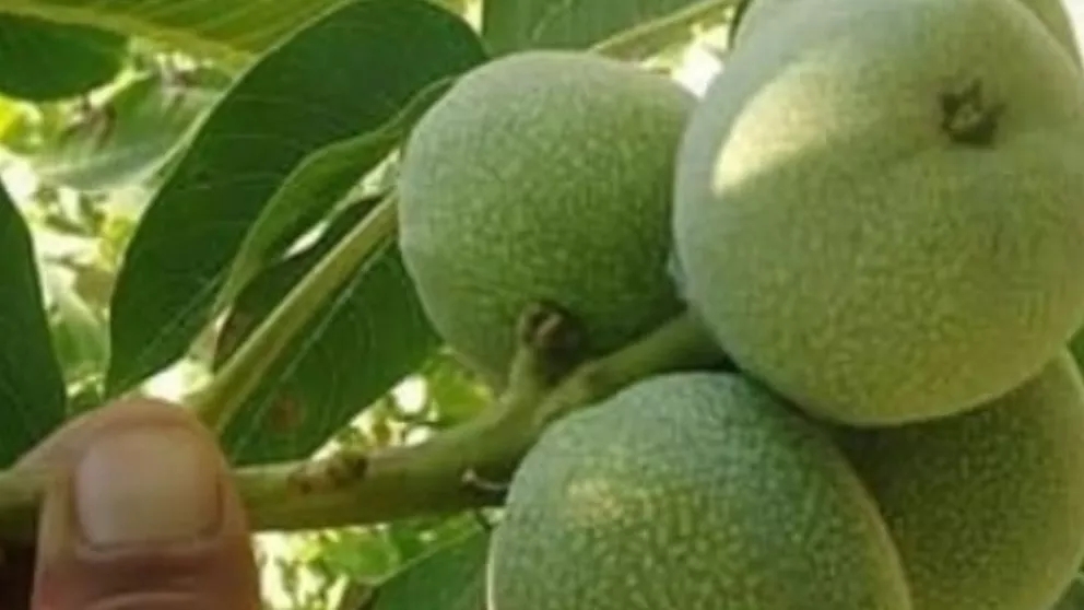 What is walnut genotype (genetic)