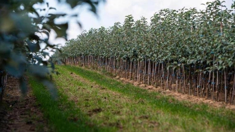 A reputable seedling producer