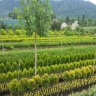 Musa Phandani Nursery in Golestan