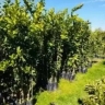 Sale of high-quality citrus and black root seedlings in Qaemshahr, Mazandaran