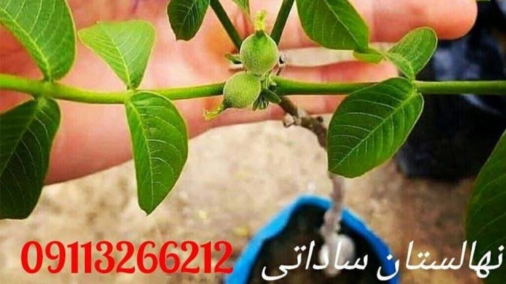 Sale of high-quality citrus and black root seedlings in Qaemshahr, Mazandaran