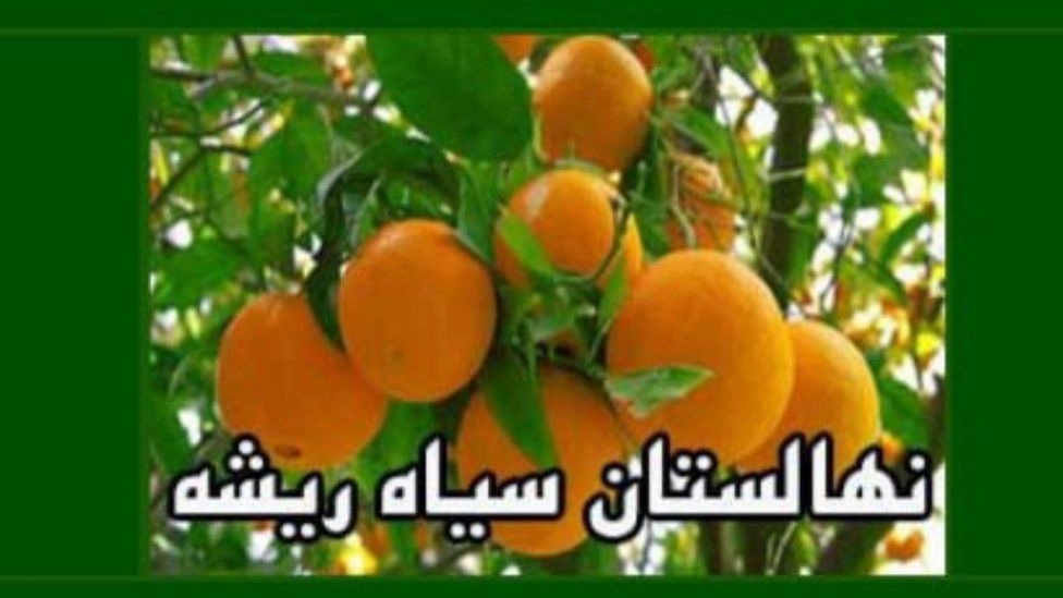 The Black Root Nursery in Qaimshahr