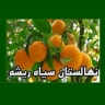 The Black Root Nursery in Qaimshahr