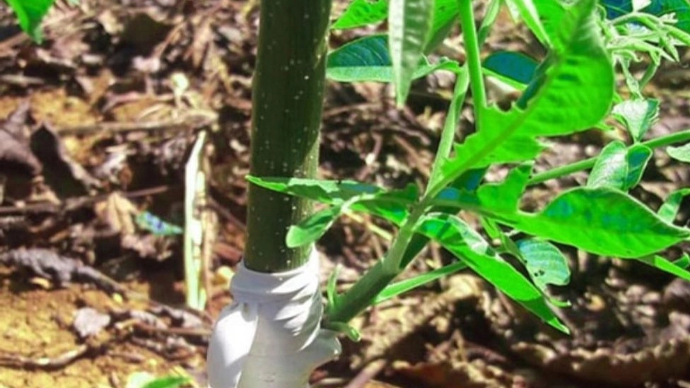 When and how to plant seedlings