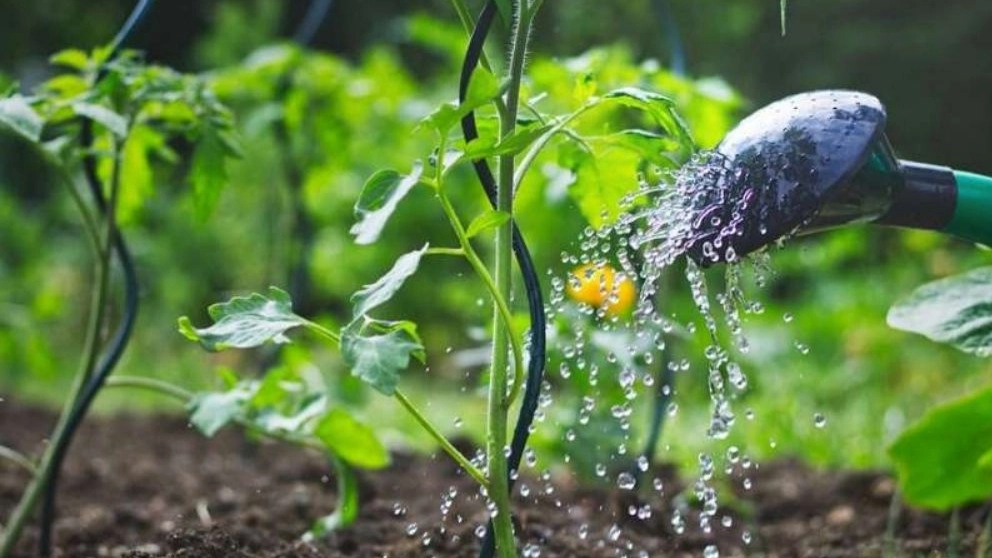 Basic tips for watering seedlings