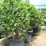 Cultivation of Nahal Gostar flowers and plants in Golestan