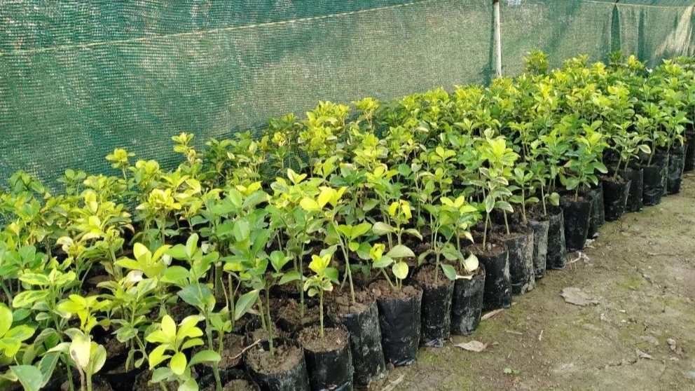 Cultivation of Nahal Gostar flowers and plants in Golestan