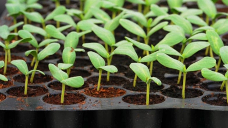 Cultivation of Nahal Gostar flowers and plants