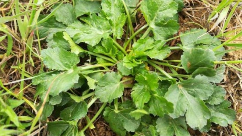 Chuchag vegetable is used in what dishes?