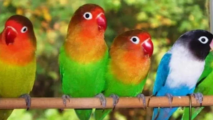 Propagation and breeding and sale of all kinds of Armin Parrot's parrot medicines in Rasht