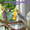 Propagation and breeding and sale of all kinds of Armin Parrot's parrot medicines in Rasht