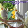 Propagation and breeding and sale of all kinds of Armin Parrot's parrot medicines in Rasht